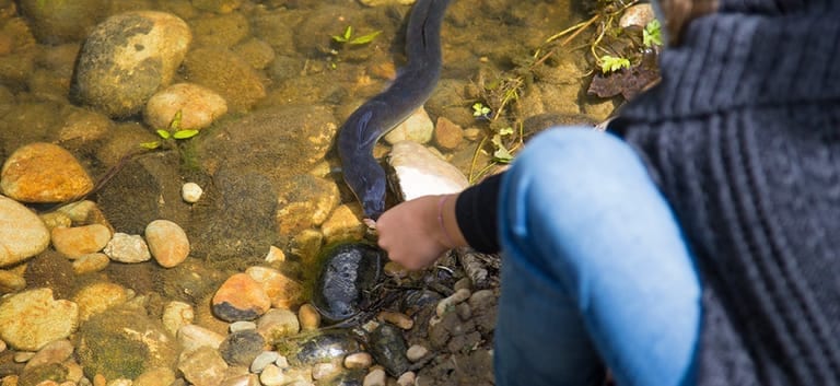 Wallowing Eels