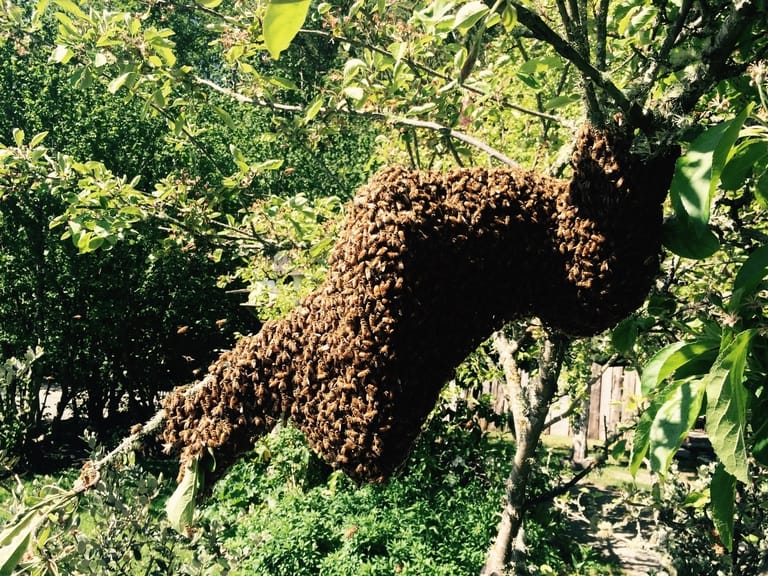 Bees Come a Calling Bees Come a Calling