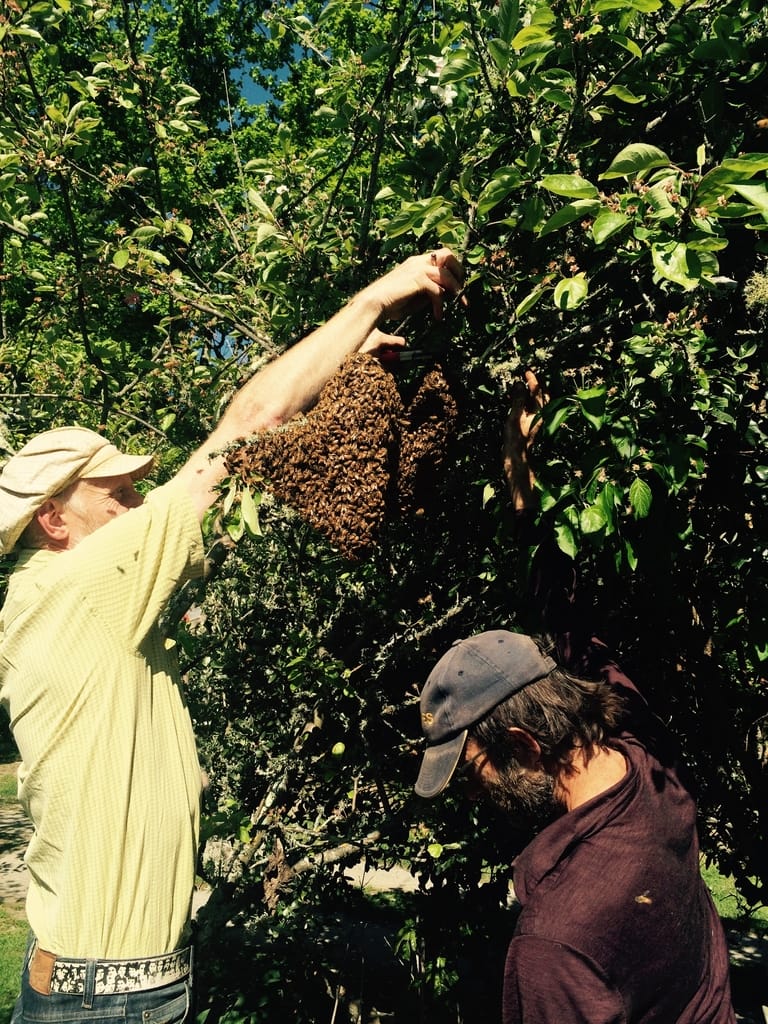 Bees comes a calling – 1 Bees comes a calling - 1