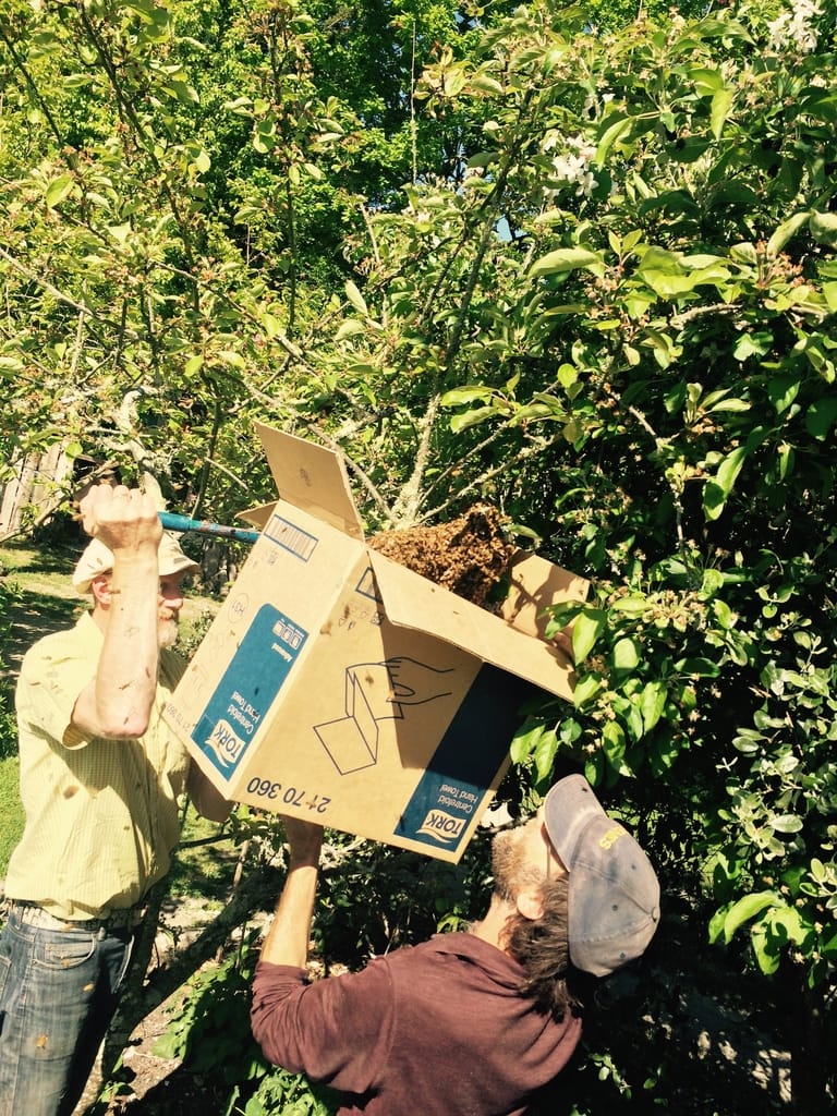 Bees Come a Calling – 2 Bees Come a Calling - 2