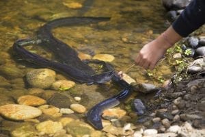 Tame Eels