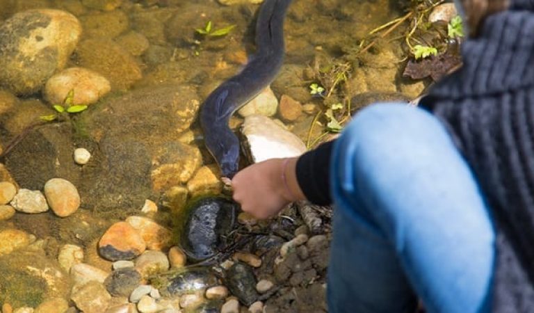 Wallowing Eels